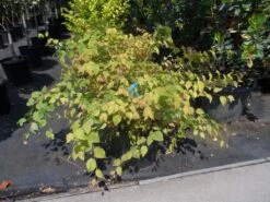 Schijnhazelaar (Corylopsis Pauciflora) 14 Schijnhazelaar (Corylopsis Pauciflora) -Planten Verkoopwinkel corylopsis pauciflora c15