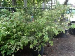 Schijnhazelaar (Corylopsis Pauciflora) 15 Schijnhazelaar (Corylopsis Pauciflora) -Planten Verkoopwinkel corylopsis pauciflora solitair 100 150