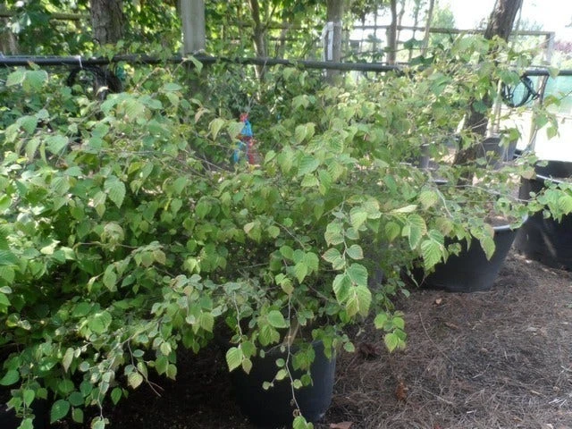 Schijnhazelaar (Corylopsis Pauciflora) 9 Schijnhazelaar (Corylopsis Pauciflora) - Afbeelding 7