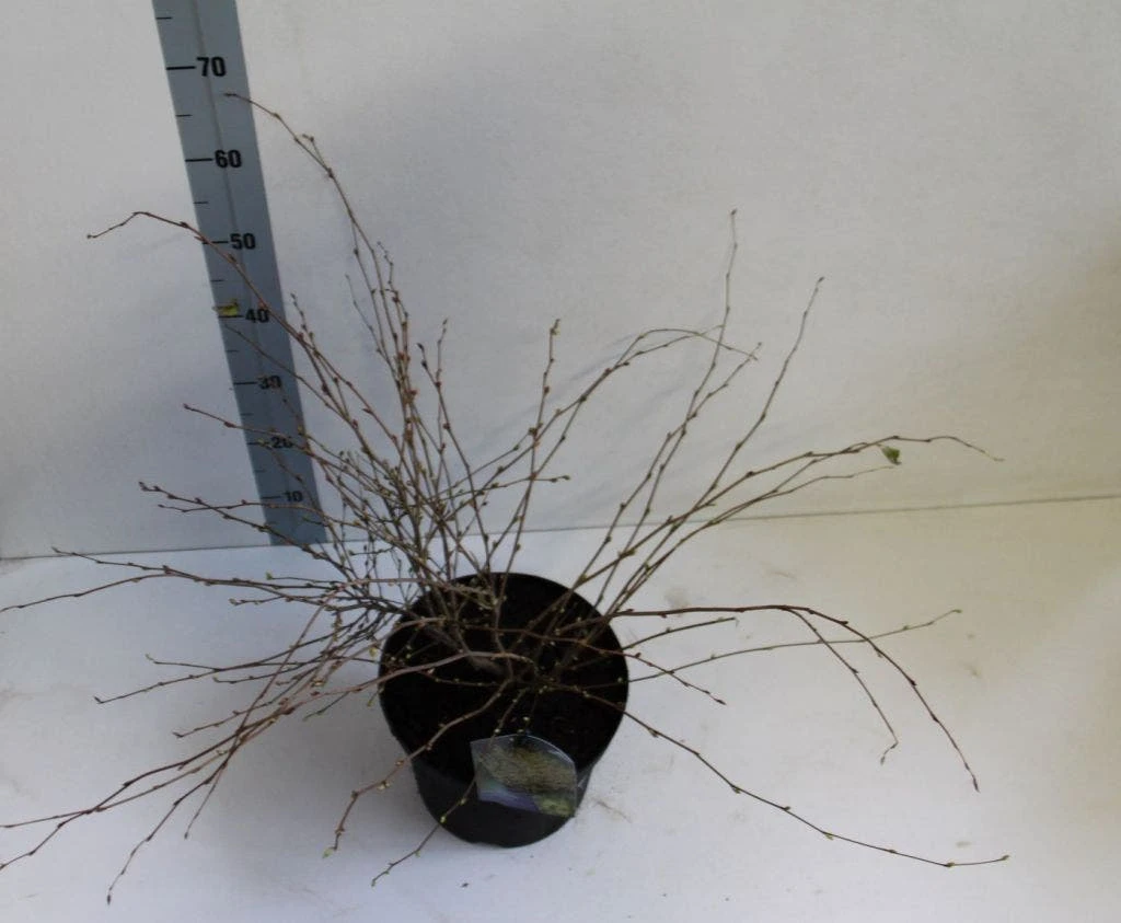 Schijnhazelaar (Corylopsis Pauciflora) 7 Schijnhazelaar (Corylopsis Pauciflora) - Afbeelding 5