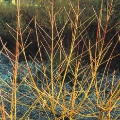 Kornoelje (Cornus Sanguinea 'Midwinter Fire') -Planten Verkoopwinkel cosmfire 4