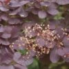 Pruikenboom Op Stam (Cotinus Coggygria 'Royal Purple' ) -Planten Verkoopwinkel cotinus coggygria royal purple 2