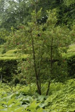 Chileense Lantaarnboom (Crinodendron Hookerianum) -Planten Verkoopwinkel crinodendron