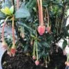 Chileense Lantaarnboom (Crinodendron Hookerianum) -Planten Verkoopwinkel crinodendron hookerianum