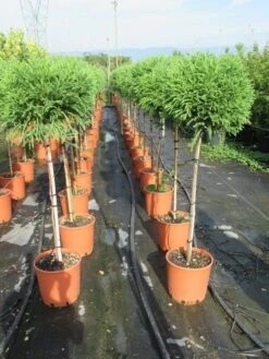 Sikkelden Op Stam (Cryptomeria Japonica 'Globosa Nana') 11 Sikkelden Op Stam (Cryptomeria Japonica 'Globosa Nana') -Planten Verkoopwinkel cryptomeria japonica globosa nana 100 cm stam