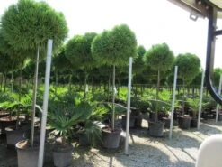 Sikkelden Op Stam (Cryptomeria Japonica 'Globosa Nana') 10 Sikkelden Op Stam (Cryptomeria Japonica 'Globosa Nana') -Planten Verkoopwinkel cryptomeria japonica globosa nana 2