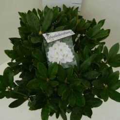 Rhododendron (Rhododendron 'Cunningham White') -Planten Verkoopwinkel cun. white c7.5 boven