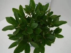 Rhododendron (Rhododendron 'Cunningham White') -Planten Verkoopwinkel cun white c2 boven