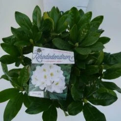 Rhododendron (Rhododendron 'Cunningham White') -Planten Verkoopwinkel cun white c5 boven