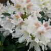 Rhododendron (Rhododendron 'Cunningham White') -Planten Verkoopwinkel cunninghamwhite01