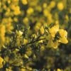Brem (Cytisus Praecox 'Allgold') -Planten Verkoopwinkel cypallgo 4 2 2
