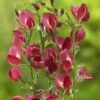 Brem (Cytisus 'Boskoop Ruby') -Planten Verkoopwinkel cytisus boskoop ruby