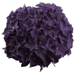 Hortensia Deep Purple Dance (Hydrangea 'Music Collection') 9 Hortensia Deep Purple Dance (Hydrangea 'Music Collection') -Planten Verkoopwinkel deep purple dance bloem 2