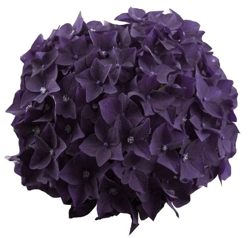 Hortensia Deep Purple Dance (Hydrangea 'Music Collection') 5 Hortensia Deep Purple Dance (Hydrangea 'Music Collection') - Afbeelding 3