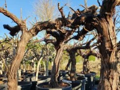 Druif, Op Stam (Vitis Vinifera) 28 Druif, Op Stam (Vitis Vinifera) -Planten Verkoopwinkel druifopstamvitisvinifera01 2