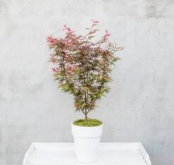 Japanse Esdoorn (Acer Palmatum 'Shaina') 12 Japanse Esdoorn (Acer Palmatum 'Shaina') -Planten Verkoopwinkel dsc 8156 1