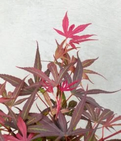 Japanse Esdoorn (Acer Palmatum 'Shaina') 10 Japanse Esdoorn (Acer Palmatum 'Shaina') -Planten Verkoopwinkel dsc 8190 1