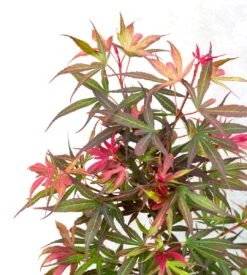 Japanse Esdoorn (Acer Palmatum 'Shaina') 11 Japanse Esdoorn (Acer Palmatum 'Shaina') -Planten Verkoopwinkel dsc 8195 1