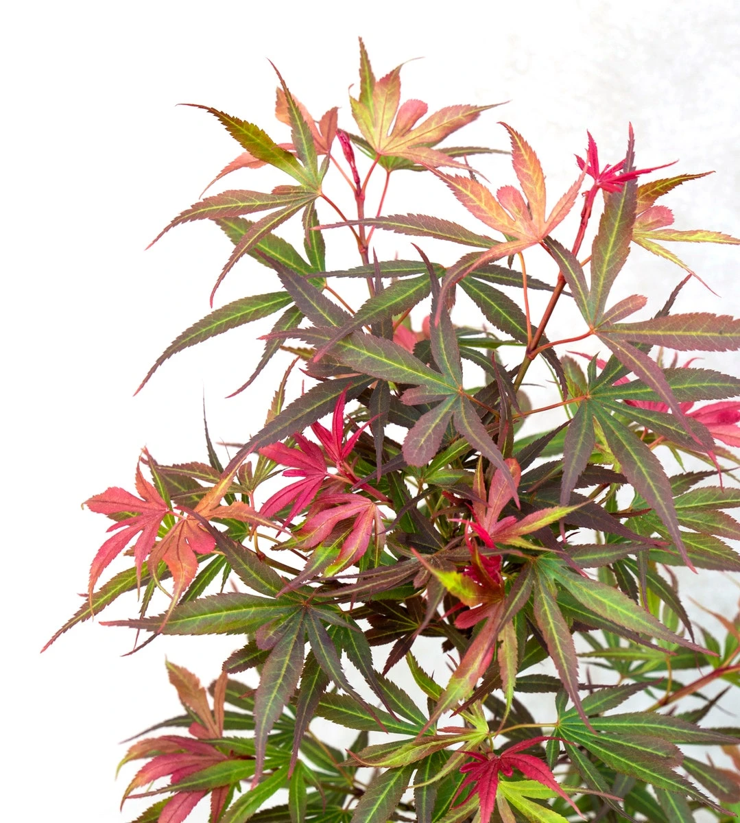 Japanse Esdoorn (Acer Palmatum 'Shaina') 5 Japanse Esdoorn (Acer Palmatum 'Shaina') - Afbeelding 3