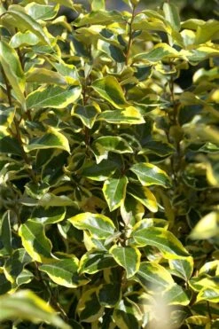 Bontbladige Olijfwilg Als Boom (Elaeagnus Ebbingei 'Gilt Edge') -Planten Verkoopwinkel elaeagnusgiltedgev01