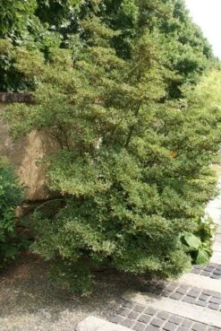 Pronkklokje (Enkianthus Campanulatus) -Planten Verkoopwinkel enkianthus campanulatus