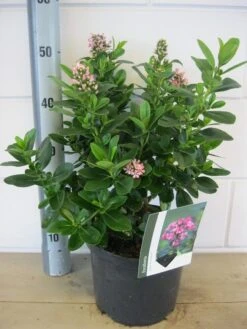 Escallonia (Escallonia 'Pink Elle') -Planten Verkoopwinkel escallonia pink elle c5 6 9 2018