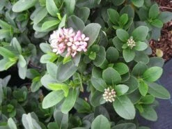 Escallonia (Escallonia 'Pink Elle') -Planten Verkoopwinkel escallonia pink elle c5 bloem