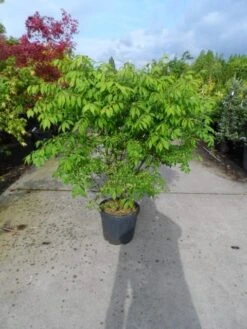 Kardinaalshoed (Euonymus Alatus) -Planten Verkoopwinkel euonymus alatus