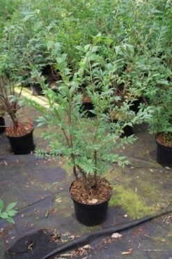 Kardinaalshoed (Euonymus Alatus) -Planten Verkoopwinkel euonymus alatus 1