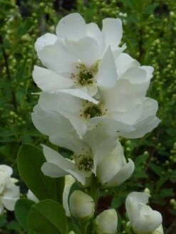 Exochorda (Exochorda Macrantha 'The Bride') -Planten Verkoopwinkel exochorda 1 2