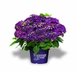 Hortensia Paars (Hydrangea 'Forever&Ever') 7 Hortensia Paars (Hydrangea 'Forever&Ever') -Planten Verkoopwinkel f e packshot purple rgb
