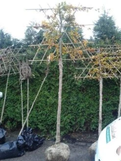 Groene Beuk Als Leiboom (Fagus Sylvatica) -Planten Verkoopwinkel fagus sylvatica lei