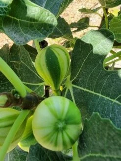 Vijg Op Stam (Ficus Carica 'Panache') -Planten Verkoopwinkel ficus caira panachee 2 1