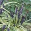 Leliegras (Liriope Muscari 'Variegata') -Planten Verkoopwinkel fm 937611 2