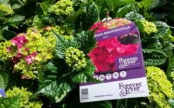 Hortensia Rood (Hydrangea 'Forever&Ever') -Planten Verkoopwinkel foreverandever red01b