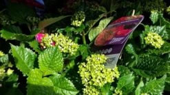 Hortensia Rood (Hydrangea 'Forever&Ever') -Planten Verkoopwinkel foreverandever red02