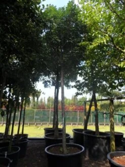 Pluim Es (Fraxinus Ornus 'Meczek') -Planten Verkoopwinkel fraxinus ornus meczek 25 30ho c350