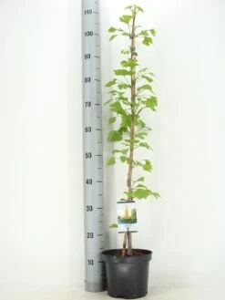 Japanse Notenboom Als Struik (Ginkgo Biloba) -Planten Verkoopwinkel ginkgo biloba 60 80 zomer c3 m 1