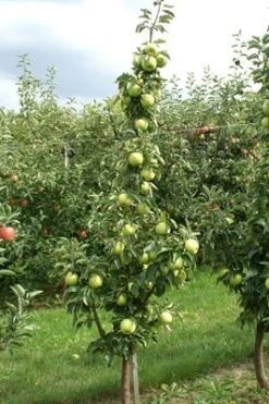 Zuilfruit (Malus Domestica 'Goldcats') -Planten Verkoopwinkel goldcats 2