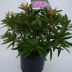 Rhododendron (Rhododendron 'Graziella') -Planten Verkoopwinkel graziella c5 voor