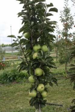 Zuilfruit (Malus Domestica 'Greencats')