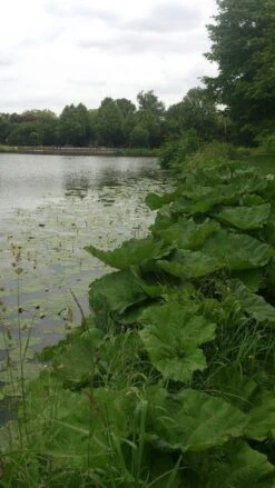 Mammoetblad (Gunnera Manicata) -Planten Verkoopwinkel gunnera