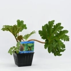 Mammoetblad (Gunnera Manicata) -Planten Verkoopwinkel gunnera manicata 28x28 20180412192854 2