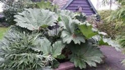 Mammoetblad (Gunnera Manicata) -Planten Verkoopwinkel gunnera manicata 2 1