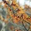 Toverhazelaar (Hamamelis Intermedia 'Jelena') -Planten Verkoopwinkel haijelen 35 7