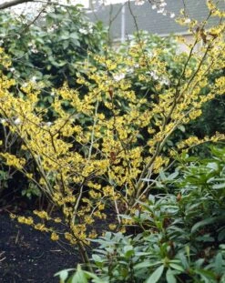 Nieuwe uitgaven -Planten Verkoopwinkel hamamelis mollis