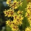 Toverhazelaar (Hamamelis Mollis) -Planten Verkoopwinkel hamamelis mollis 2