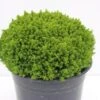 Hebe (Hebe 'Emerald Gem') -Planten Verkoopwinkel hebe emerald gem