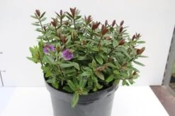 Hebe (Hebe Franciscana 'Blue Gem')