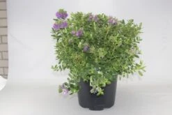 Hebe (Hebe Franciscana)